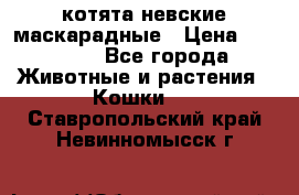 котята невские маскарадные › Цена ­ 18 000 - Все города Животные и растения » Кошки   . Ставропольский край,Невинномысск г.